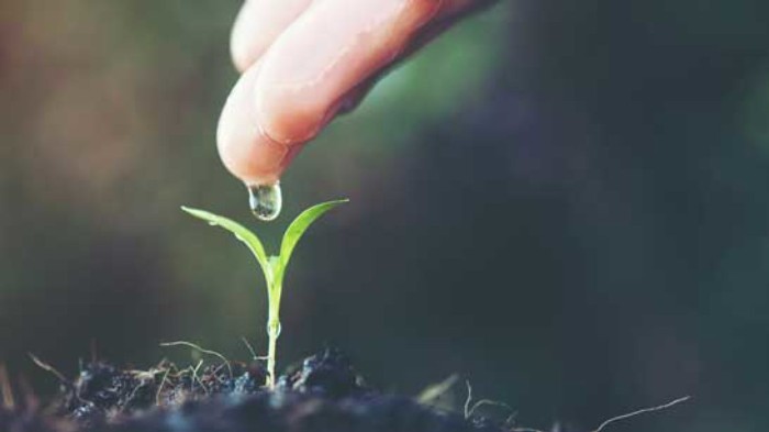 Plante Sementes Positivas Para Colher Belos Frutos (Lei da Semeadura)