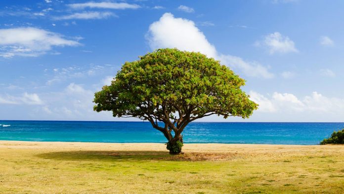 Como a Psicologia Pode Te Ajudar a Ser Mais Resiliente